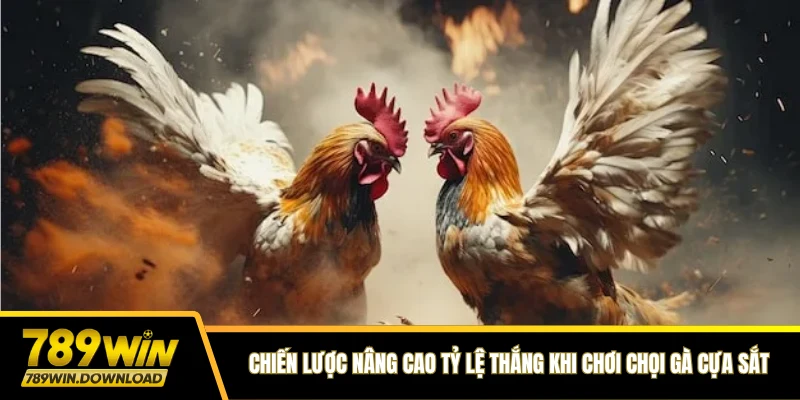 Chiến lược nâng cao tỷ lệ thắng khi chơi chọi gà cựa sắt 