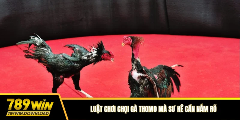 Luật chơi chọi gà Thomo mà sư kê cần nắm rõ
